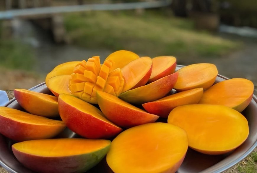 The AgriBiz: Café, carne, suco, frutas e peixe; veja como o tarifaço afeta o agro