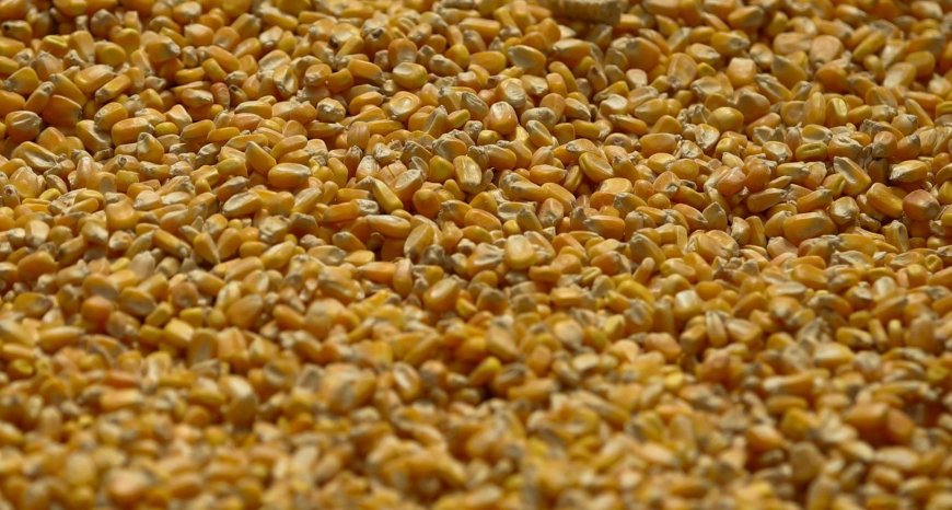 Conab vê mais exportação de milho do Brasil com embates tarifários dos EUA