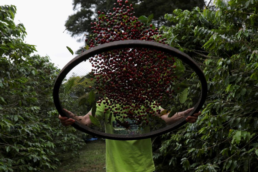 Geada deve reduzir próxima safra de café do Cerrado mineiro em 412 mil sacas