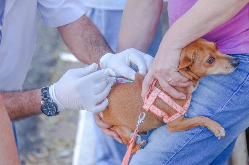 Começou a vacinação antirrábica em Araxá