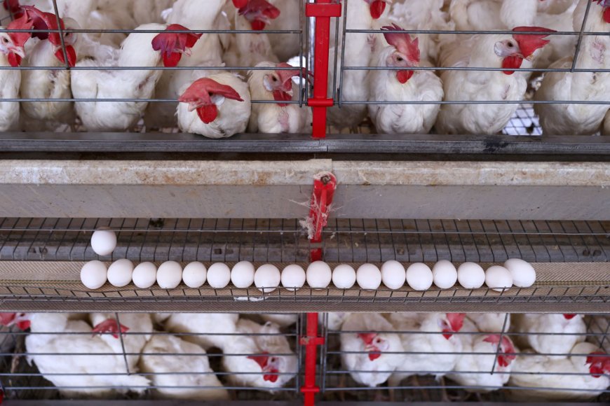 Exportação de carne de frango do Brasil recuará em 2025 após gripe aviária, diz ABPA