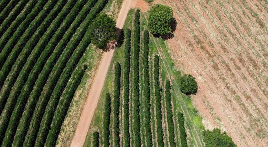 Tarifaço, mudanças climáticas e safra menor no Brasil elevam preços do café, diz OIC