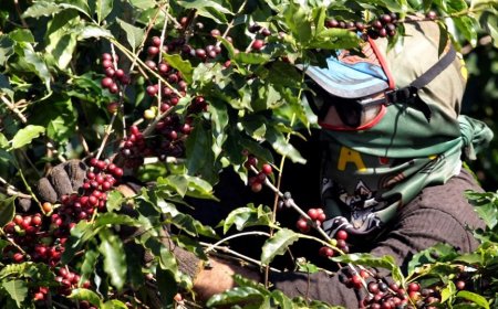 The AgriBiz: O peso do tarifaço – exportações de café aos EUA caíram 55% em agosto