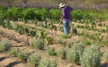 União vai liberar até R$ 12 bi em crédito para aliviar dívida de produtores rurais