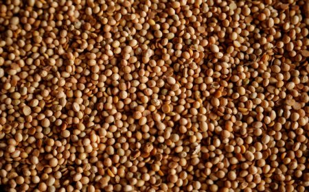 EUA perdem bilhões de dólares em vendas de soja para China no meio da temporada