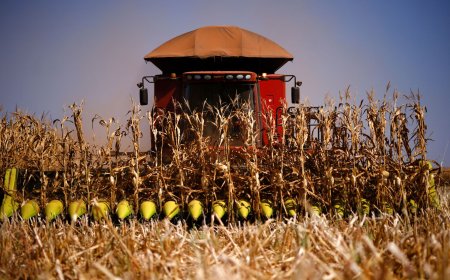 Valor da produção agrícola brasileira recuou 3,9% em 2024, mostra IBGE