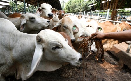 Mais boi que gente: rebanho bovino do Brasil foi 12% maior que a população em 2024