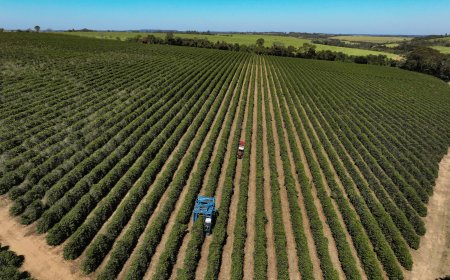 Pedidos de recuperação judicial no agronegócio disparam 32% no 2º tri, diz Serasa