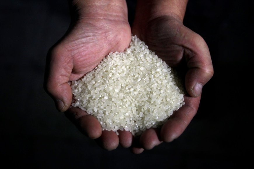 Conab anuncia R$ 300 milhões para apoiar produtores de arroz no Brasil