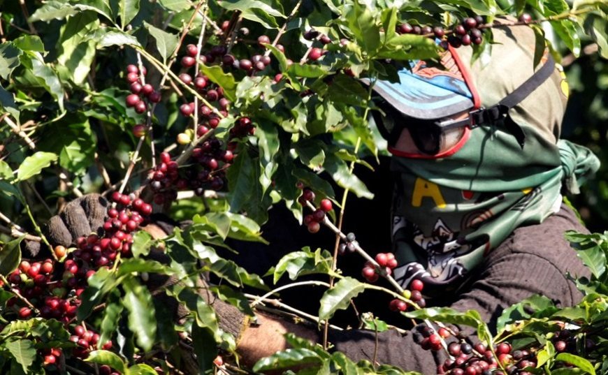 The AgriBiz: O peso do tarifaço – exportações de café aos EUA caíram 55% em agosto
