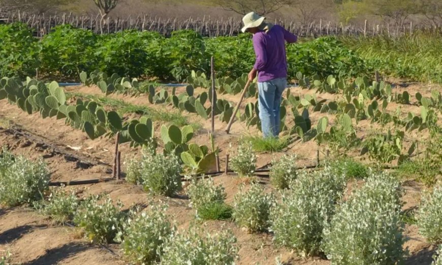 União vai liberar até R$ 12 bi em crédito para aliviar dívida de produtores rurais