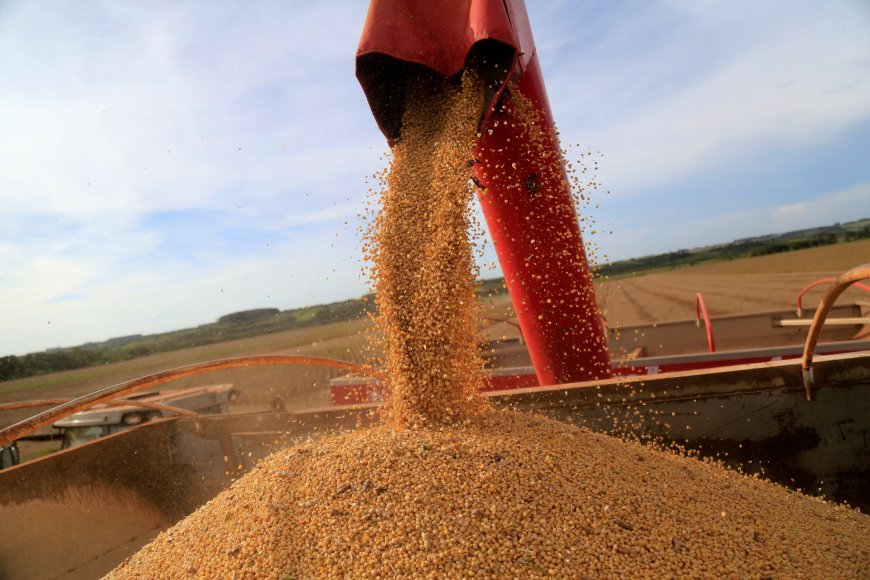 Conab vê aumento de 3,7% no plantio de soja no Brasil em 2025/26 e nova safra recorde