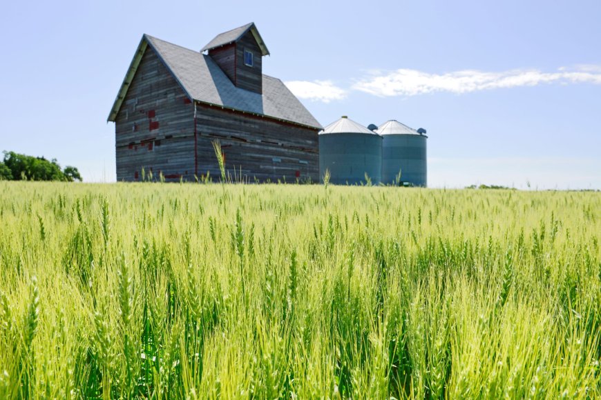 Republicanos alertam que, sem ajuda do governo, agricultores dos EUA terão calamidade