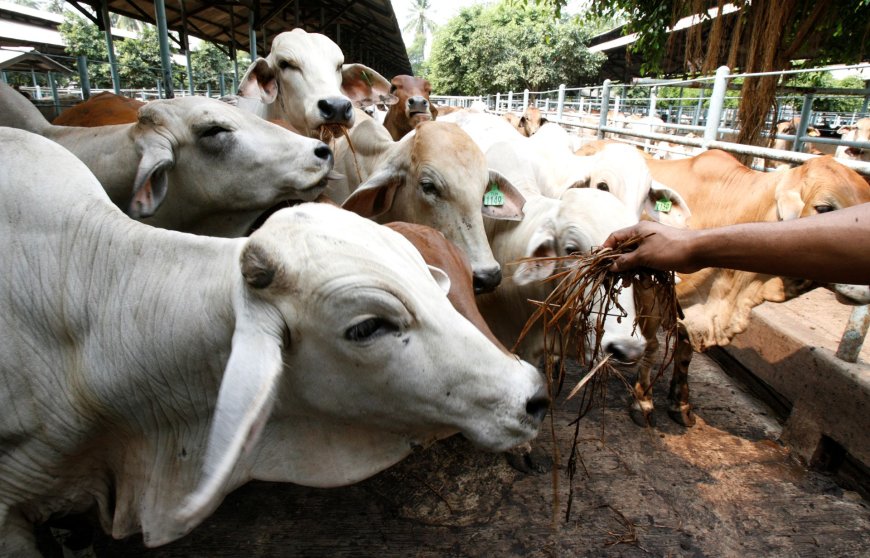 Mais boi que gente: rebanho bovino do Brasil foi 12% maior que a população em 2024