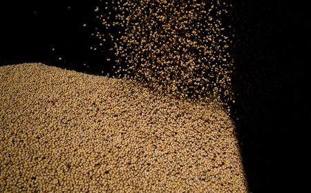 Safra de soja do Brasil saltaria 61,5% com avanço em parte das pastagens, diz estudo