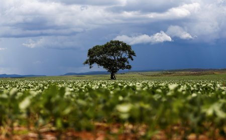 Plantio de soja 2025/2026 do Brasil atinge 47% da área, calcula AgRural