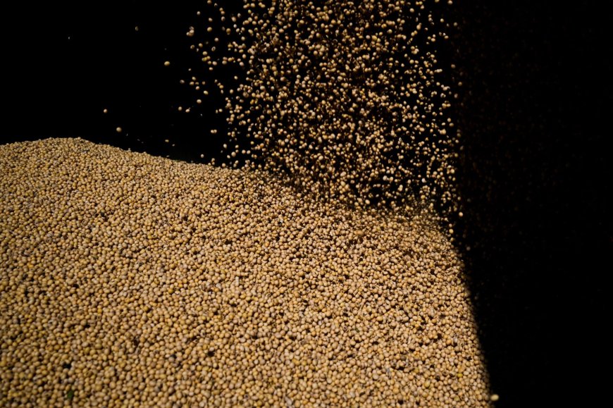 Safra de soja do Brasil saltaria 61,5% com avanço em parte das pastagens, diz estudo