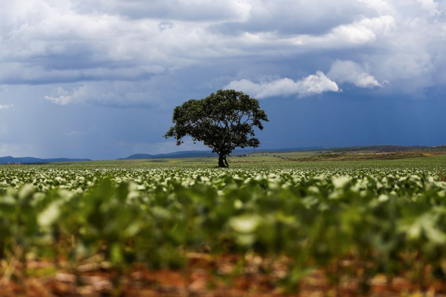 Plantio de soja 2025/2026 do Brasil atinge 47% da área, calcula AgRural