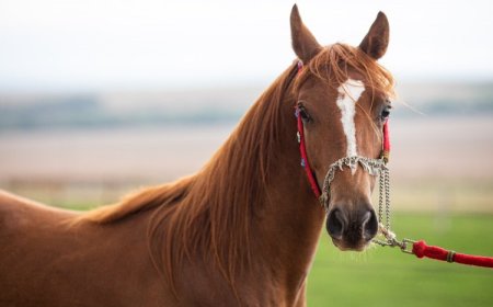 Passaporte equestre é oficializado em Minas Gerais