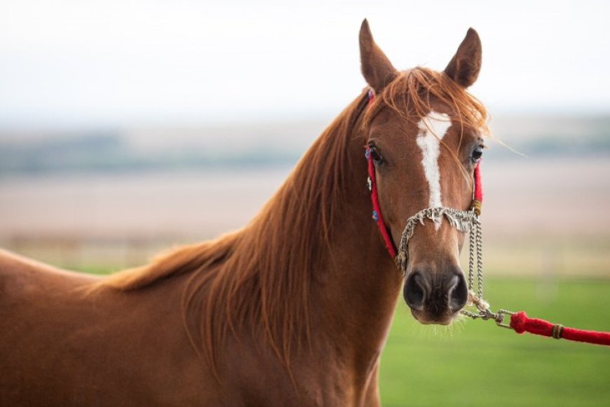 Passaporte equestre é oficializado em Minas Gerais