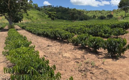 Minas Gerais amplia produção de café conilon e fortalece diversificação no campo