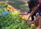 Agro na Escola une educação e prática no campo em Belo Oriente