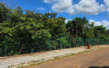 Projeto de requalificação de áreas verdes já soma mais de 5.600 mudas plantadas