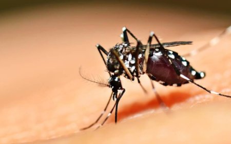 Casos de chikungunya na região acende alerta em Araxá