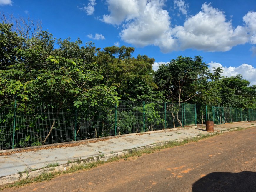 Projeto de requalificação de áreas verdes já soma mais de 5.600 mudas plantadas