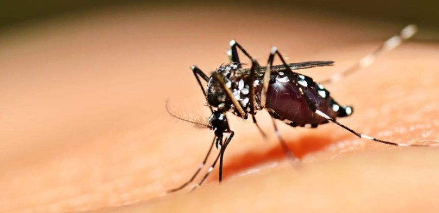 Casos de chikungunya na região acende alerta em Araxá